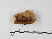 登錄號:F0017581藏品圖，第4張