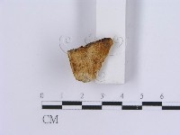 登錄號:F0017582藏品圖，第1張