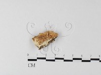 登錄號:F0017583藏品圖，第1張