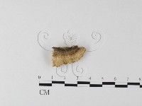 登錄號:F0017583藏品圖，第4張