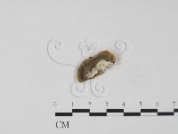 登錄號:F0017586藏品圖，第3張