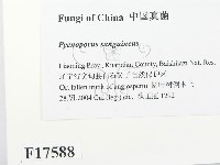 血紅密孔菌藏品圖，第2張