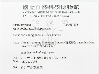 血紅密孔菌藏品圖，第3張