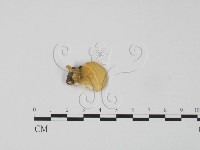 登錄號:F0017590藏品圖，第1張