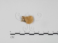 登錄號:F0017590藏品圖，第3張