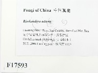 煙管菌藏品圖，第2張