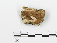 煙管菌藏品圖，第4張