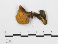 登錄號:F0017594藏品圖，第1張
