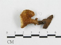 登錄號:F0017594藏品圖，第4張
