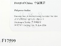 登錄號:F0017599藏品圖，第2張