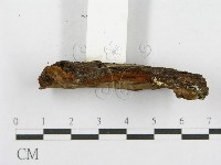 登錄號:F0017600藏品圖，第5張