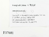 登錄號:F0017601藏品圖，第2張
