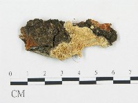 登錄號:F0017601藏品圖，第1張