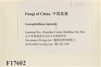 登錄號:F0017602藏品圖，第2張
