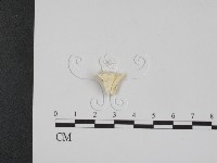 登錄號:F0017604藏品圖，第1張