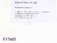 登錄號:F0017605藏品圖，第2張