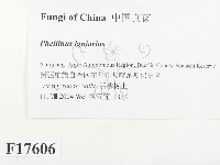 登錄號:F0017606藏品圖，第2張