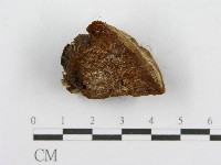 登錄號:F0017606藏品圖，第1張