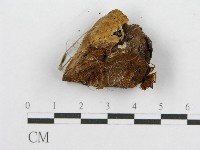 登錄號:F0017606藏品圖，第5張