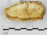 登錄號:F0017608藏品圖，第4張