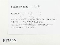 木層孔菌屬藏品圖，第2張
