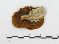 木層孔菌屬藏品圖，第4張