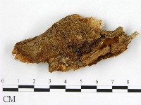 登錄號:F0017610藏品圖，第1張