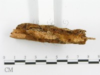 登錄號:F0017610藏品圖，第5張