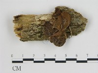 登錄號:F0017613藏品圖，第1張