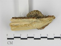 登錄號:F0017613藏品圖，第4張