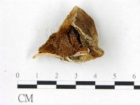登錄號:F0017614藏品圖，第3張