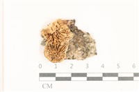 登錄號:F0017615藏品圖，第1張