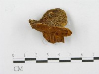 登錄號:F0017616藏品圖，第4張