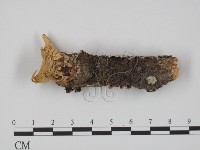 登錄號:F0017617藏品圖，第1張
