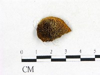 登錄號:F0017619藏品圖，第1張