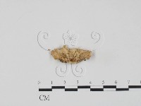 登錄號:F0017622藏品圖，第1張