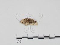 登錄號:F0017622藏品圖，第3張