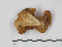 登錄號:F0017623藏品圖，第1張