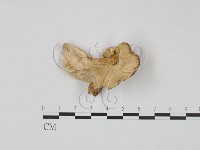 登錄號:F0017626藏品圖，第1張