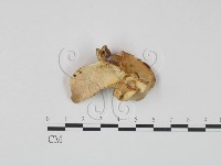 登錄號:F0017626藏品圖，第3張