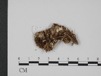 登錄號:F0017627藏品圖，第3張