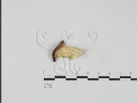 登錄號:F0017628藏品圖，第1張