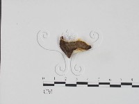 登錄號:F0017628藏品圖，第3張