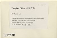 齒菌屬藏品圖，第2張