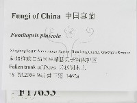松生擬層孔菌藏品圖，第2張