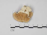 登錄號:F0017634藏品圖，第1張