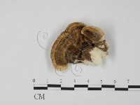 登錄號:F0017634藏品圖，第3張
