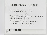 松生擬層孔菌藏品圖，第2張