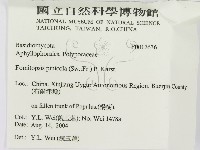松生擬層孔菌藏品圖，第3張
