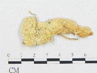 登錄號:F0017637藏品圖，第1張